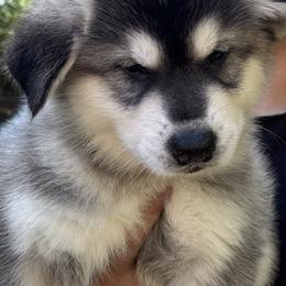 Boy 1 - Gray and white male Alaskan Malamute puppy in Sandy, Oregon from NORTH WINDS ALASKAN MALAMUTES