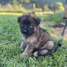 Ambrosia - Sable female German Shepherd puppy in Oakland, Oregon from VHM German Shepherds