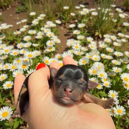 Tulip - Black and gold female Yorkshire Terrier puppy in Midland, Texas from Southern Yorkie Pies
