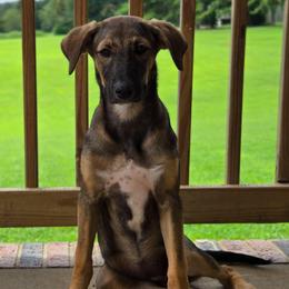 Amethyst wrapped in Calm - Dark brown female Xoloitzcuintli puppy in Ethridge, Tennessee from Royalty Reigns Xolos