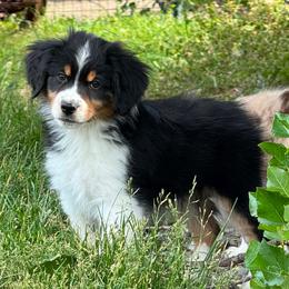 Rocky - Black tri male Miniature American Shepherd puppy in Cheney, Washington from Serene Prairie K9