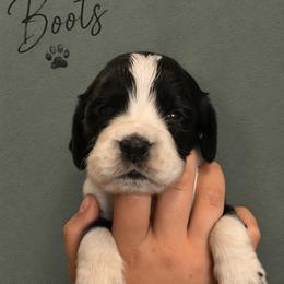 Bootstrap aka Boots - Black and white male English Springer Spaniel puppy in Fort White, Florida from Thunderbird Springers