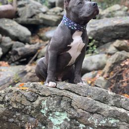 American Bully Puppies from Wulfsbane American Bullies