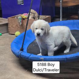 Dulci boy 1 - Light golden male Golden Retriever puppy in Niles, Michigan from Composer Goldens