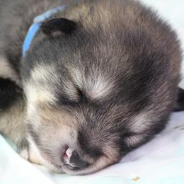 Leuco- Blue - Agouti and white male Alaskan Malamute puppy in Independence, Virginia from New River Valley Malamutes