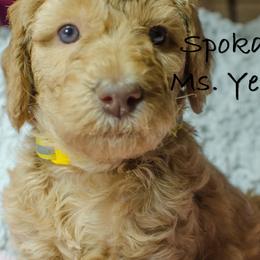 Labradoodles from Spokane Doodle