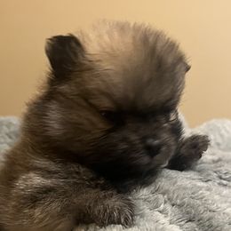 Dachshunds and Pomeranians from Gracie Lail