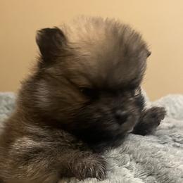 Dachshunds and Pomeranians from Gracie Lail