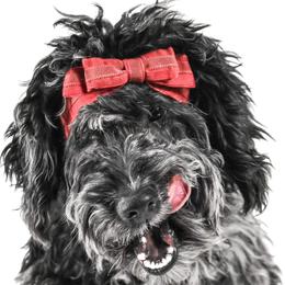 Charlie - Goldendoodle