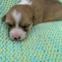 Pembroke Welsh Corgi Puppies from Cahas Corgis