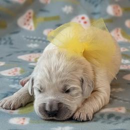 Pearl - Light golden female Golden Retriever puppy in Falcon, Missouri from Edge Farm LLC