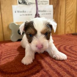 Boy 1 - Parti male Yorkshire Terrier puppy in Bear Creek, North Carolina from Yorkie Time