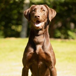 Bro - Labrador Retriever