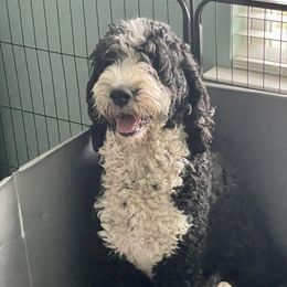 Autumn - Bernedoodle