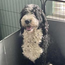 Autumn - Bernedoodle