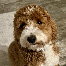 Oso - Goldendoodle