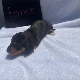 Girl1 - Black and tan female Dachshund puppy in Stilwell, Oklahoma from Johnson Dachshund’s