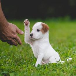 Jack Russell Terrier Puppies from Fleet Street Jack Russell Terriers