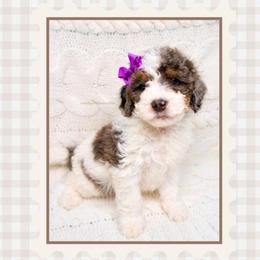 Jovie - Merle - Merle female Bernedoodle puppy in Bowling Green, Ohio from Windy Creek Doodles