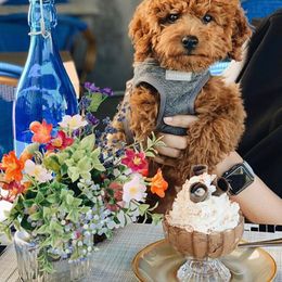 Cavapoo and Goldendoodle Puppies from Destination Doodles