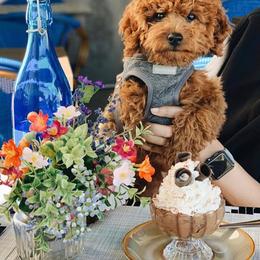 Cavapoo and Goldendoodle Puppies from Destination Doodles