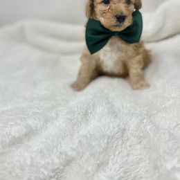 Maltipoo Puppies from Piper N Penny