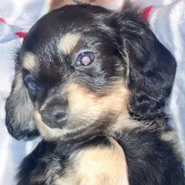 Dachshund Puppies from Jeffrey Johnson