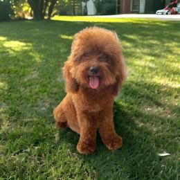 Melania - Poodle