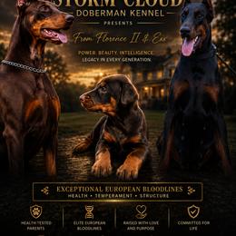EXX FLORENCE Girl 2 - Red and rust female Doberman Pinscher puppy in Columbia, Maryland from Storm Cloud Doberman