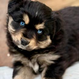 Gunner - Black tri male Miniature Australian Shepherd puppy in Patterson, North Carolina from DreamLine Aussies