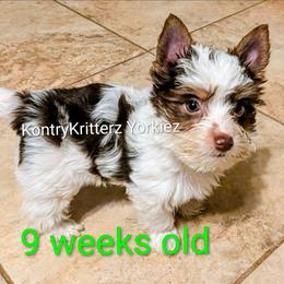 Randolph - Chocolate, tan and white male Yorkshire Terrier puppy in Gatesville, Texas from KontryKritterz Yorkies
