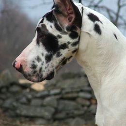 Great Dane All Grown Up from Ohana Danes
