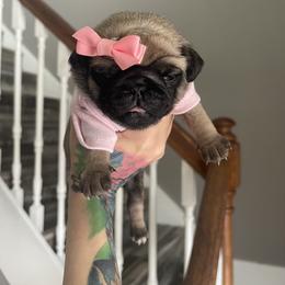 Bulldog and Pug Puppies from Love that bulldog lewter family