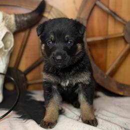 Kove - Black and tan female German Shepherd puppy in Beech Grove, Arkansas from Ze Zadnich lesu