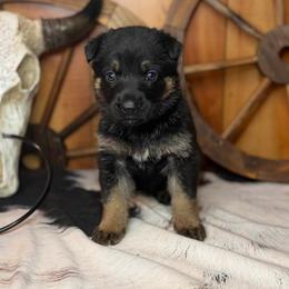 Kove - Black and tan female German Shepherd puppy in Beech Grove, Arkansas from Ze Zadnich lesu
