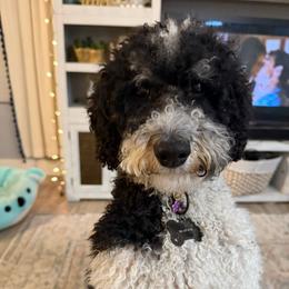 Bonnie - Bernedoodle
