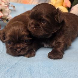 Shih Tzu puppies from Kim's Shih Tzus