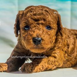 Poodle Puppies from Southern Girls Poodles