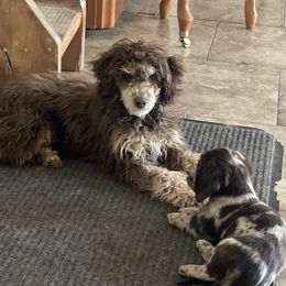 Goldendoodle and Poodle Puppies from Bells Doodles n Poodles