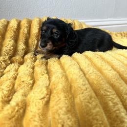 Bowser - Black and tan male Dachshund puppy in Meridian, Id 83646 3658, Idaho from Boise Best Mini Dachshunds
