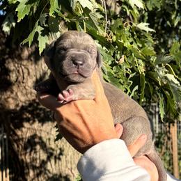 Zelda - Orange Collar (Blue Brindle) - Blue brindle female Great Dane puppy in Morton, Illinois from That Gurl K9s