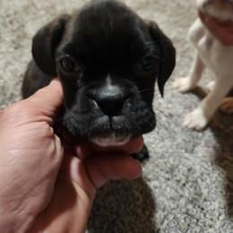 Girl 1 - Brindle female Boxer puppy in Eden Nc, North Carolina from Clearview boxers