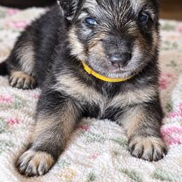 Female 1 - Black and tan female German Shepherd puppy in Allentown, Pennsylvania from VMH Shepherds