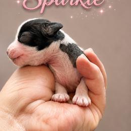 Girl 3 - female Chinese Crested puppy in Henderson, Nevada from Kelly's Little K9
