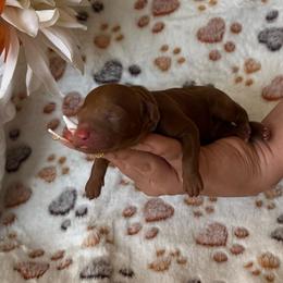Scooby Doo (Light Blue) - Red  male Poodle puppy in Calimesa, California from Teakwood Poodles of SoCal