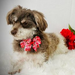 Havanese and Poodles from Fluffy Paws Puppies
