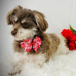 Havanese and Poodles from Fluffy Paws Puppies