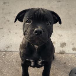 Male-1 - Black male Staffordshire Bull Terrier puppy in North Saint Paul, Minnesota from GrimLock Staffords