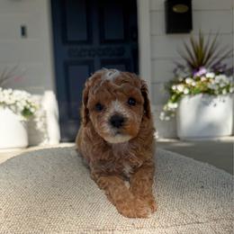 Christopher - Apricot male Assorted Doodle Crosses puppy in Marysville, California from Dailey Doodles and Dachshunds