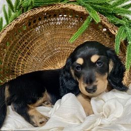 Dachshund Puppies from Down The Hill Potterdale